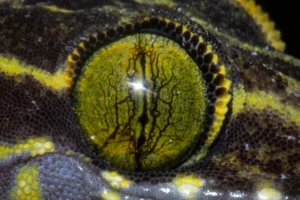 Banded Forest Gecko eye close up
