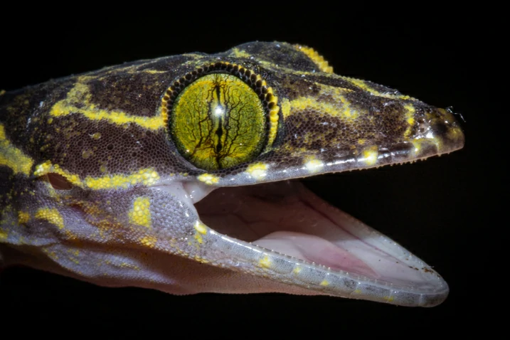 Transvaal Thick-toed Gecko (2)
