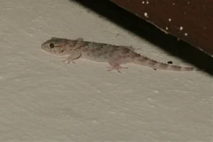 Bibron's Thick-toed Gecko