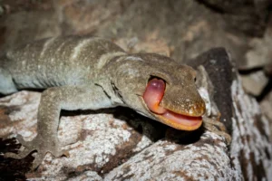 Black eyed gecko