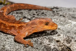 Cascade Gecko