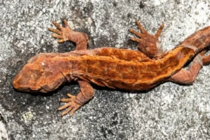 Cascade Gecko