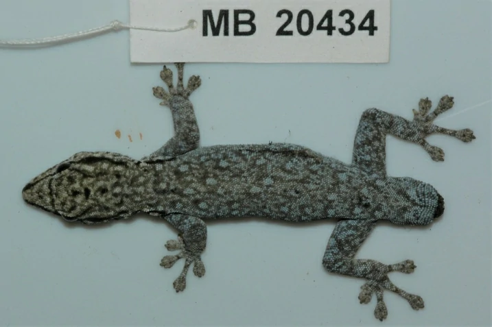 Chobe Dwarf Gecko with a lost tail