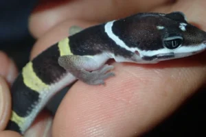 Common Leopard Gecko head