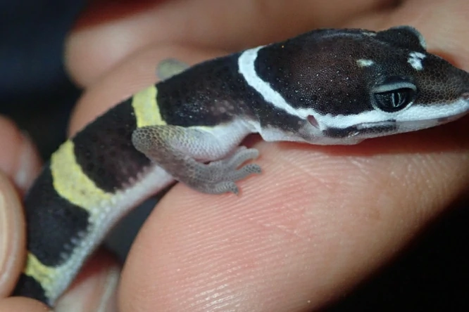 Common Leopard Gecko head