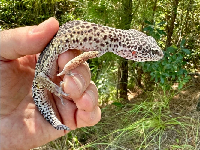 Common Leopard Gecko in hand 1