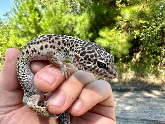 Common Leopard Gecko in hand 2