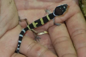 Leopard Gecko