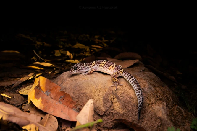 Common Leopard Gecko on a rock