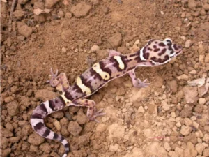 Common Leopard Gecko on brown soil