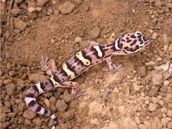 Common Leopard Gecko on brown soil