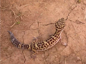 Common Leopard Gecko in hand