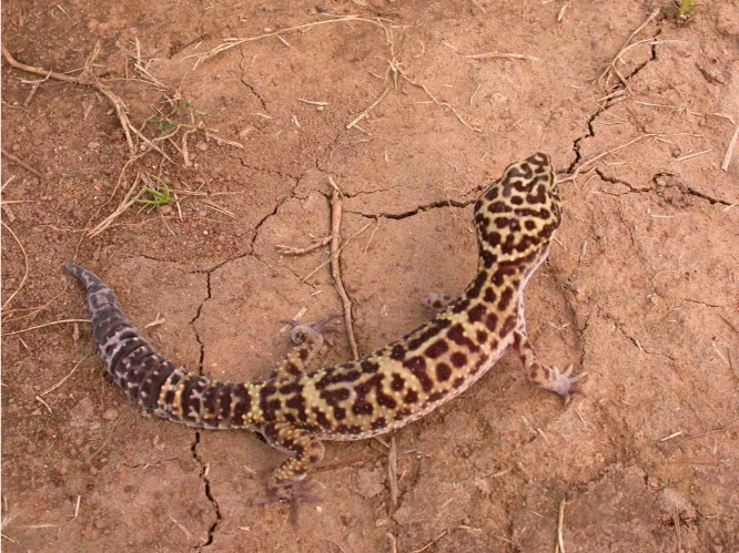 Common Leopard Gecko in hand