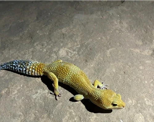 Common Leopard Gecko on gray floor