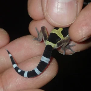 Common Leopard Gecko tail