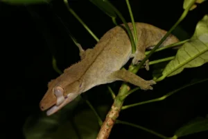 Crested Giant Gecko in a tree 1