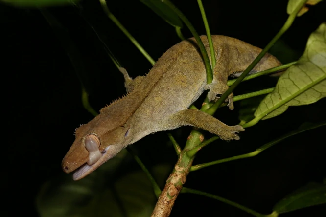 Crested Giant Gecko in a tree 1