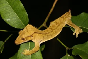 Crested Giant Gecko in a tree 2
