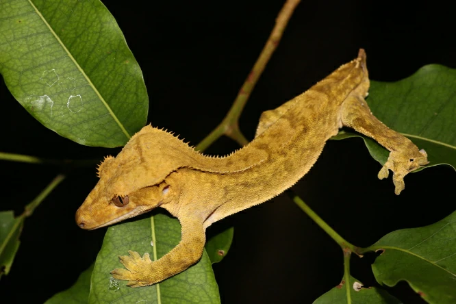 Crested Giant Gecko in a tree 2