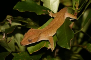 Crested Giant Gecko in a tree 3