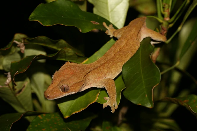 Crested Giant Gecko in a tree 3