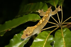 Crested Giant Gecko in a tree