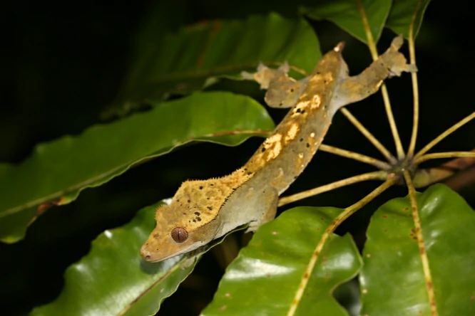 Crested Giant Gecko in a tree