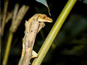 Crested Giant Gecko on a broken tree branch