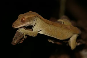 Crested Giant Gecko on a dry tree