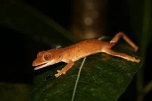 Crested Giant Gecko on a green leaf at night 1