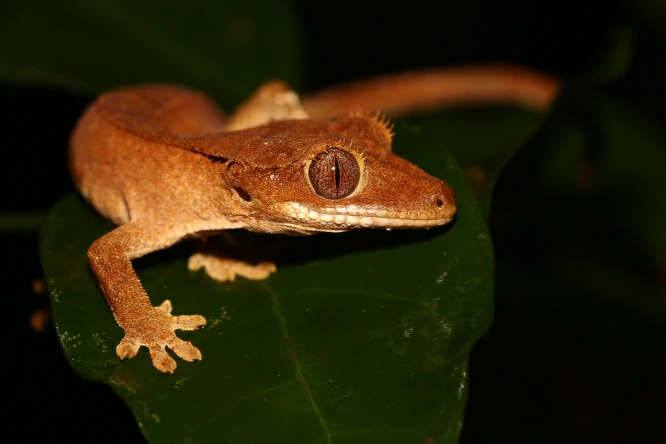 Crested Giant Gecko on a green leaf at night