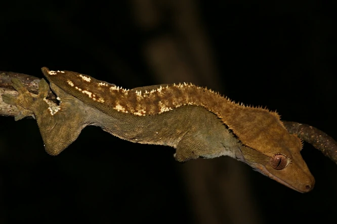 Crested Giant Gecko on a tree branch