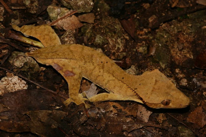 Crested Giant Gecko on the forest floor