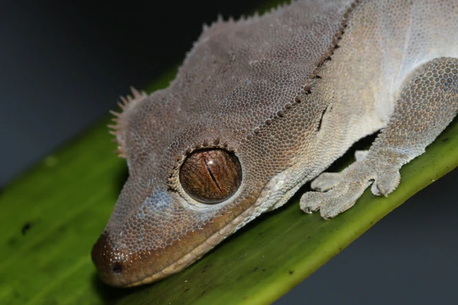 Crested Giant Gecko with a gray skin (2)