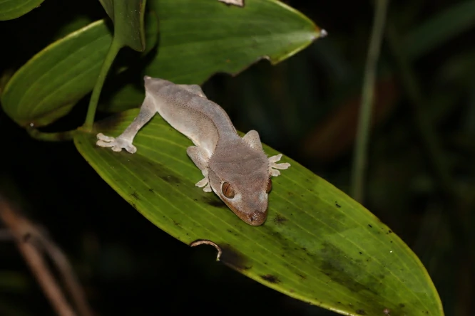 Crested Giant Gecko with a gray skin