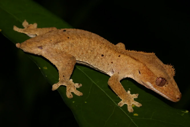 Crested Giant Gecko with a very short tail