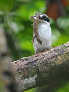 Gecko being eaten by bird
