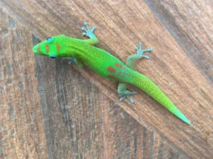 Gold Dust Day Gecko