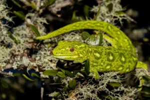 Green gecko