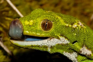 Jewelled Gecko
