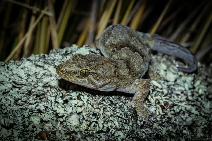 Korero Gecko