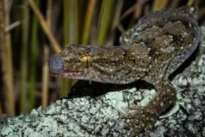 Korero Gecko