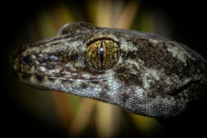 Korero Gecko (6)