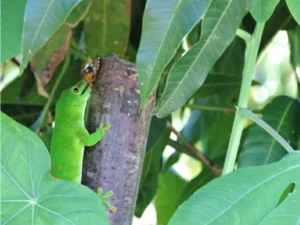 Madagascar Giant Day Gecko eating a butterfly