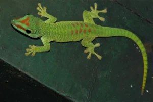 Madagascar Giant Day Gecko on a green floor