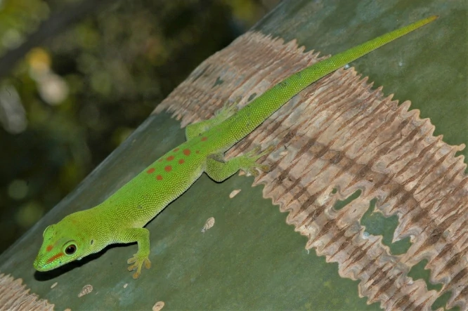 Madagascar Giant Day Gecko on a green tree trunk
