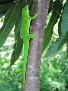 Madagascar Giant Day Gecko on a tree trunk