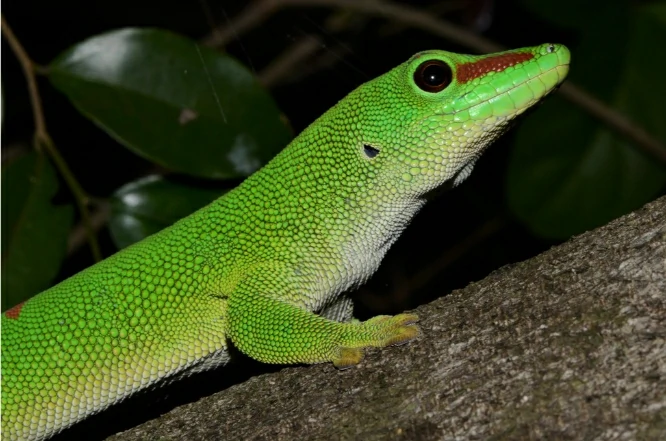 Madagascar Giant Day Gecko upper body