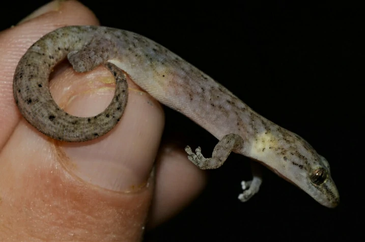 Marbled Leaf-toed Gecko (2)