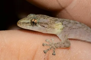 Marbled Leaf-toed Gecko (3)